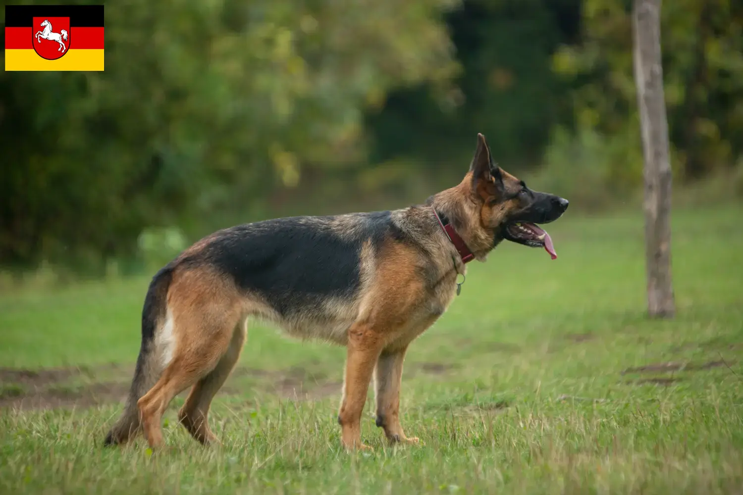 Cuccioli di pastore tedesco e allevatori Bassa Sassonia Qui potete trovare allevatori di cani da pastore tedesco in Bassa Sassonia.