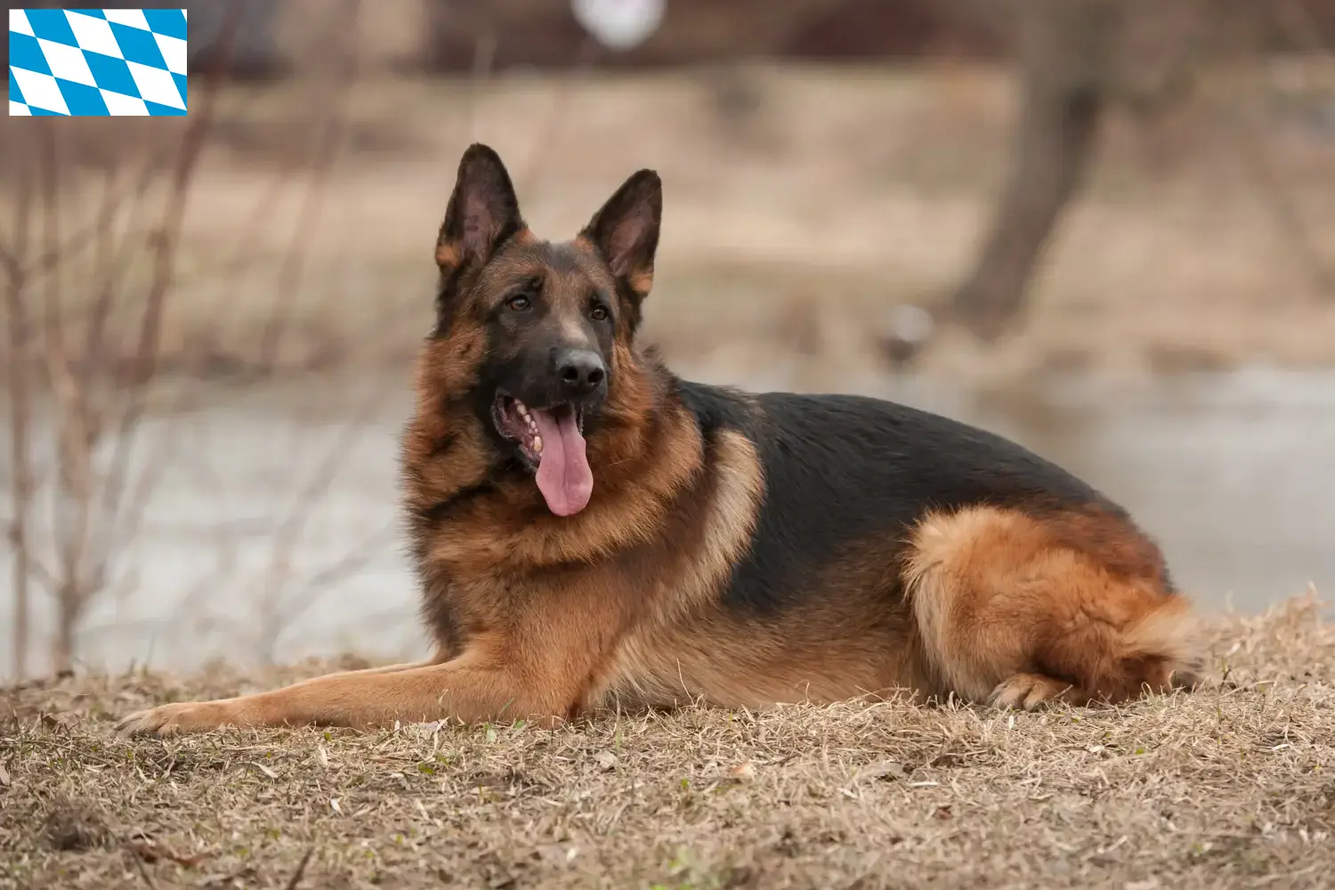 Cuccioli di pastore tedesco e allevatori in Baviera Qui potete trovare allevatori di cani da pastore tedesco in Baviera.