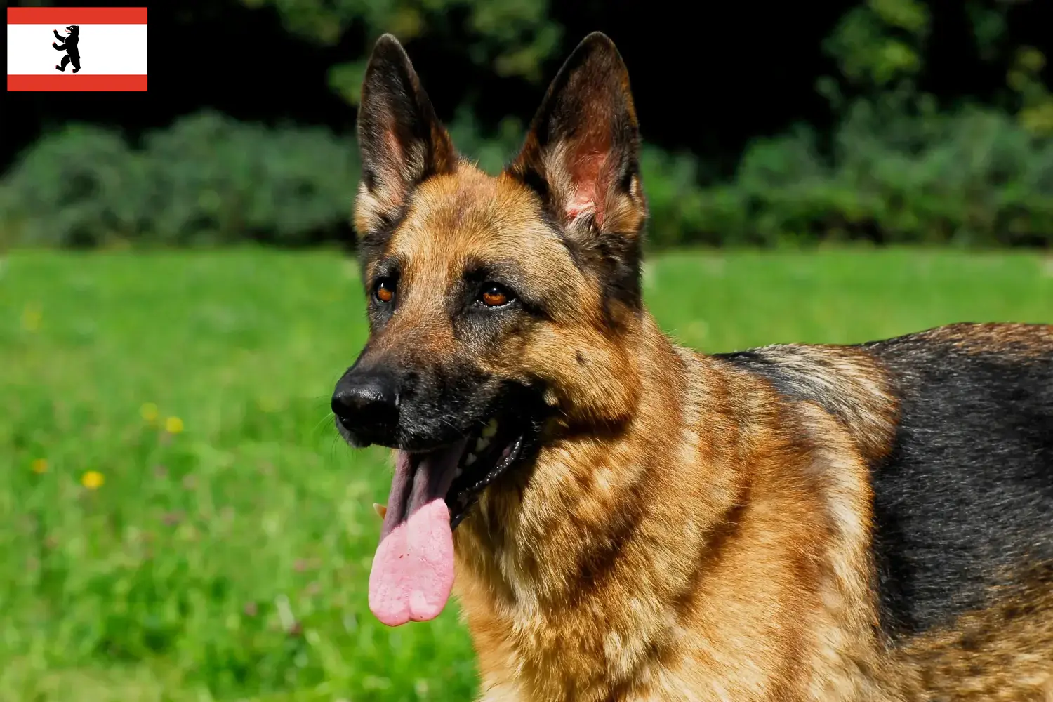 Cuccioli di Pastore Tedesco e allevatori di Berlino Qui potete trovare allevatori di cani da pastore tedesco a Berlino.