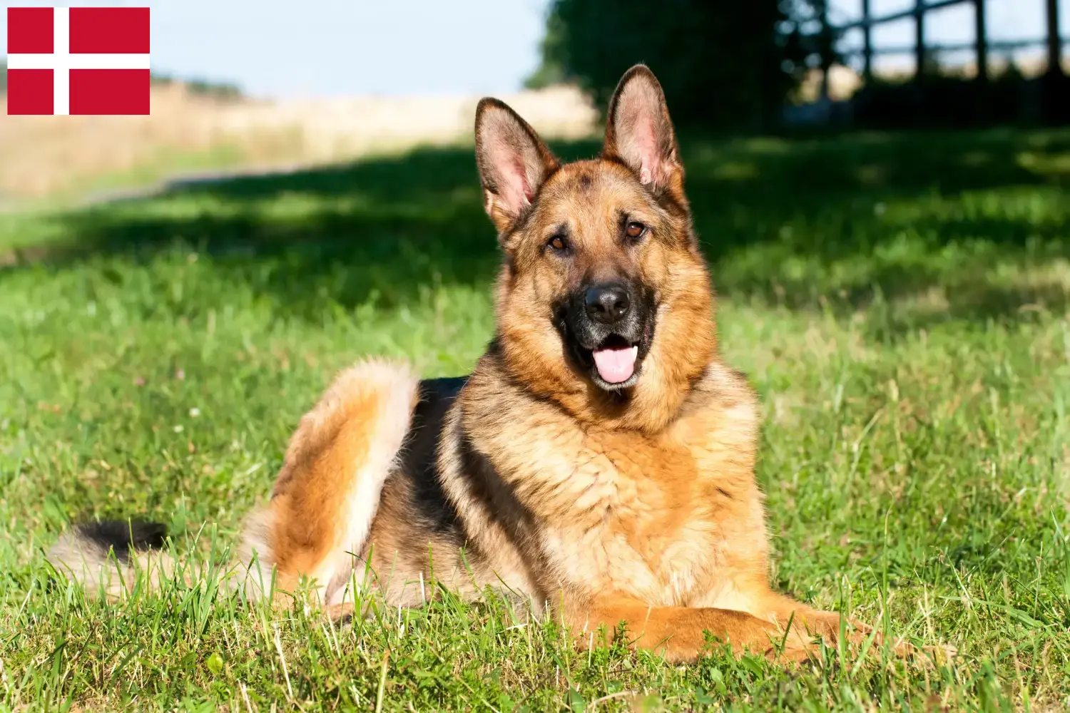 Cuccioli di Pastore Tedesco e allevatori Danimarca Qui potete trovare gli allevatori di cani da pastore tedesco in Danimarca.