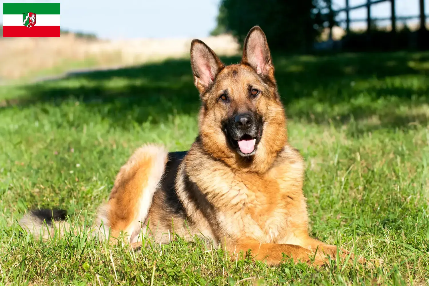 Cuccioli di pastore tedesco e allevatori della Renania Settentrionale-Vestfalia Qui potete trovare allevatori di cani da pastore tedesco in Nord Reno-Westfalia.
