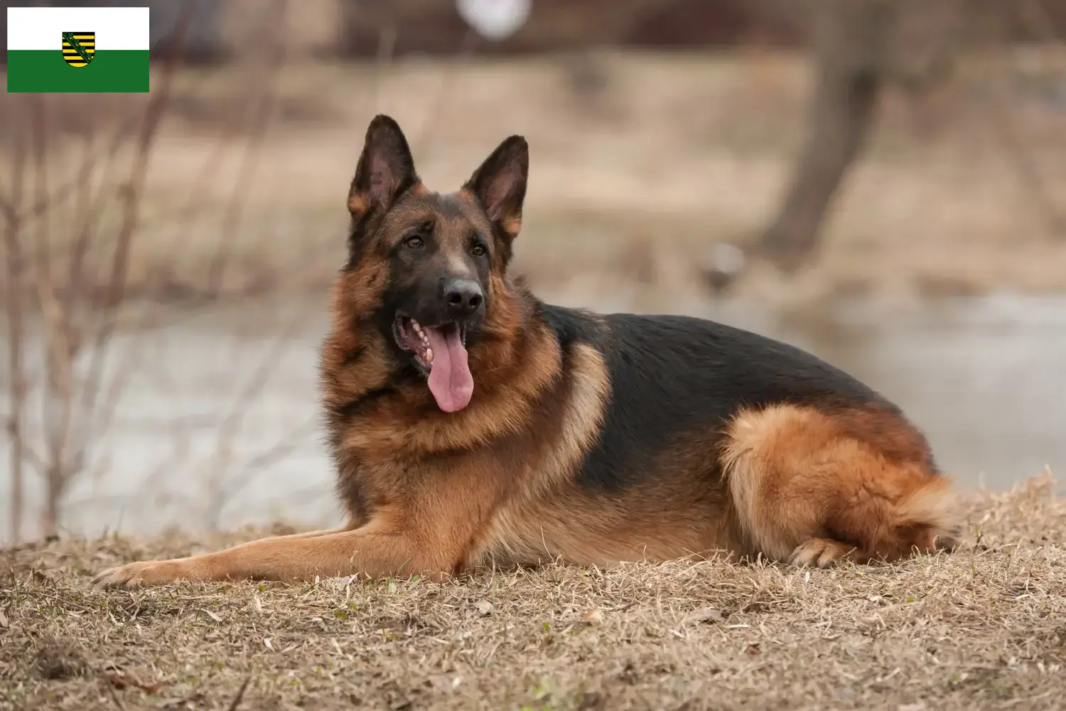 Cuccioli di Pastore Tedesco e allevatori Sassonia Qui potete trovare gli allevatori di cani da pastore tedesco in Sassonia.