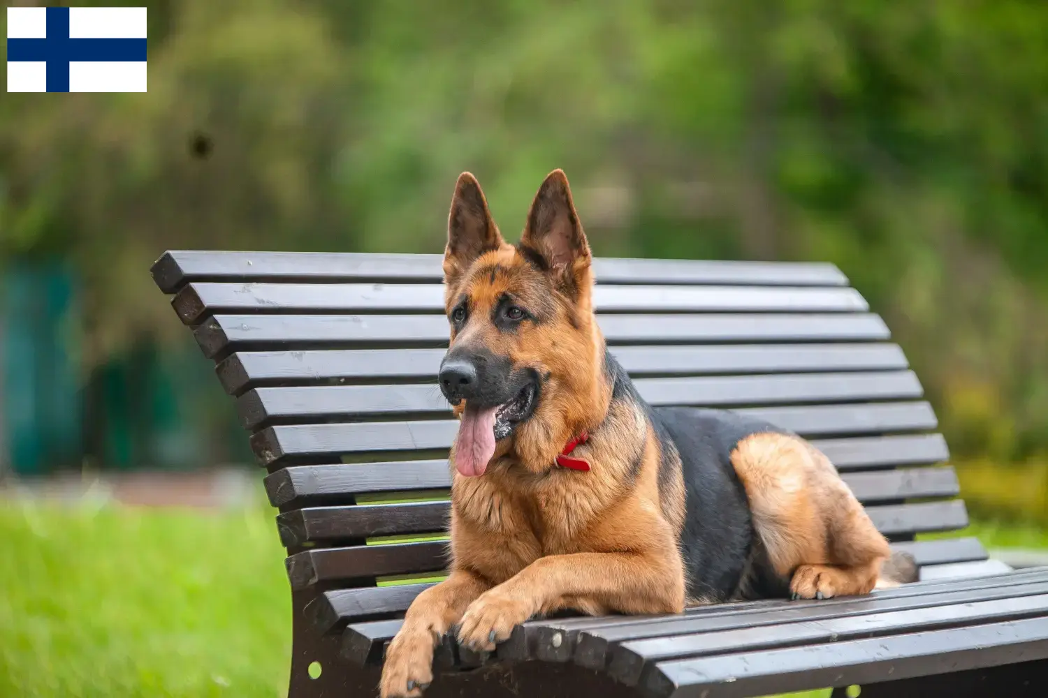 Cuccioli di pastore tedesco e allevatori Finlandia Qui potete trovare gli allevatori di cani da pastore tedesco in Finlandia.