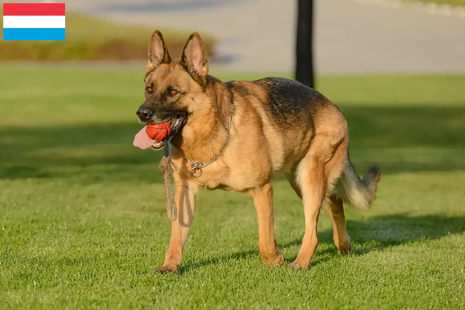 Cuccioli di pastore tedesco e allevatori Lussemburgo Qui potete trovare gli allevatori di cani da pastore tedesco in Lussemburgo.