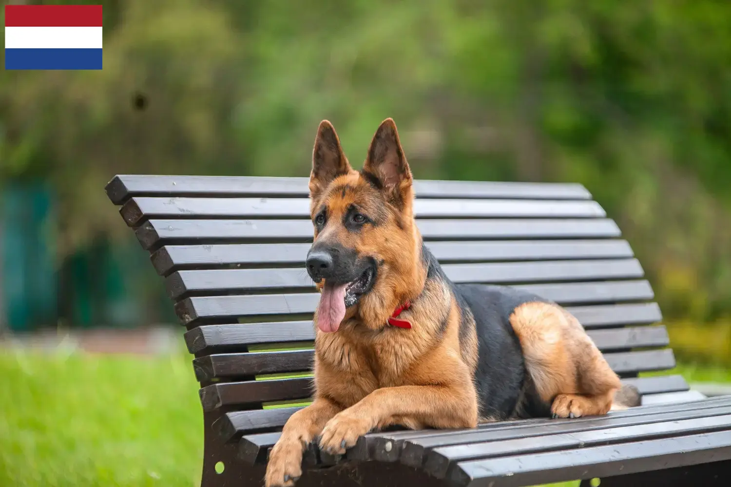 Cuccioli di pastore tedesco e allevatori Paesi Bassi Qui potete trovare gli allevatori di cani da pastore tedesco nei Paesi Bassi.