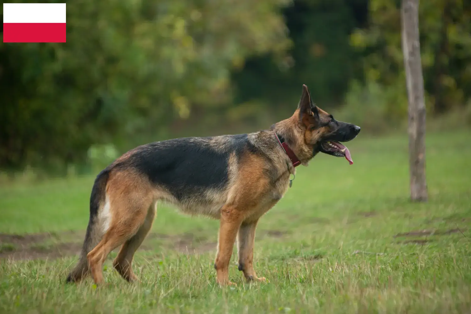 Cuccioli di pastore tedesco e allevatori Polonia Qui potete trovare gli allevatori di cani da pastore tedesco in Polonia.