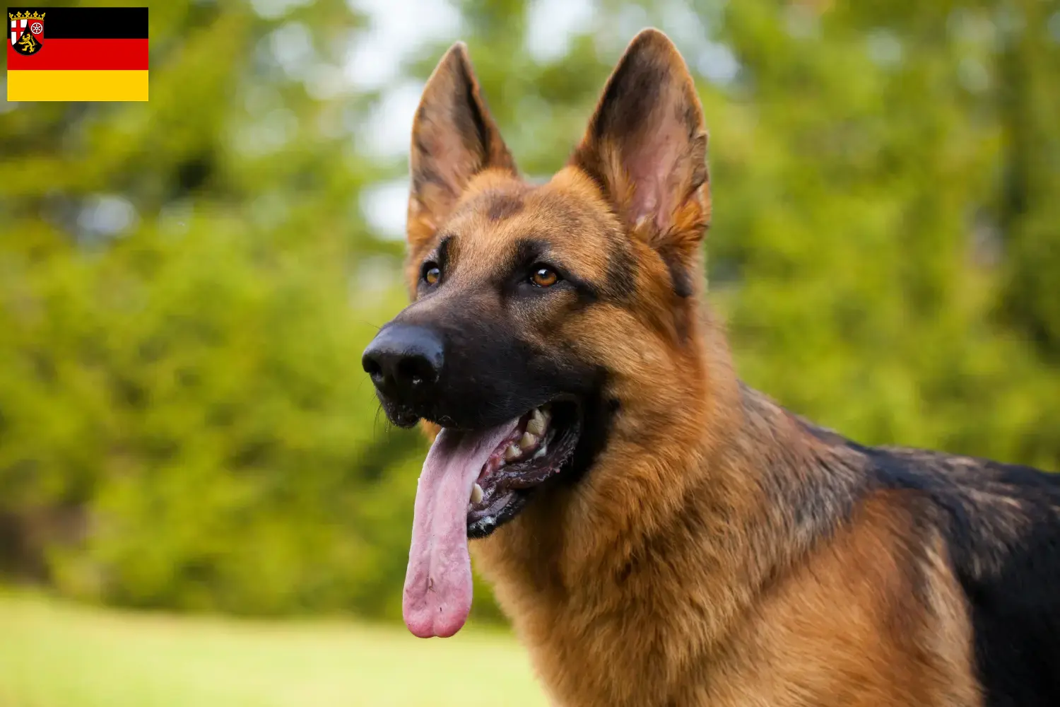 Cuccioli di pastore tedesco e allevatori della Renania-Palatinato Qui potete trovare allevatori di cani da pastore tedesco in Renania-Palatinato.
