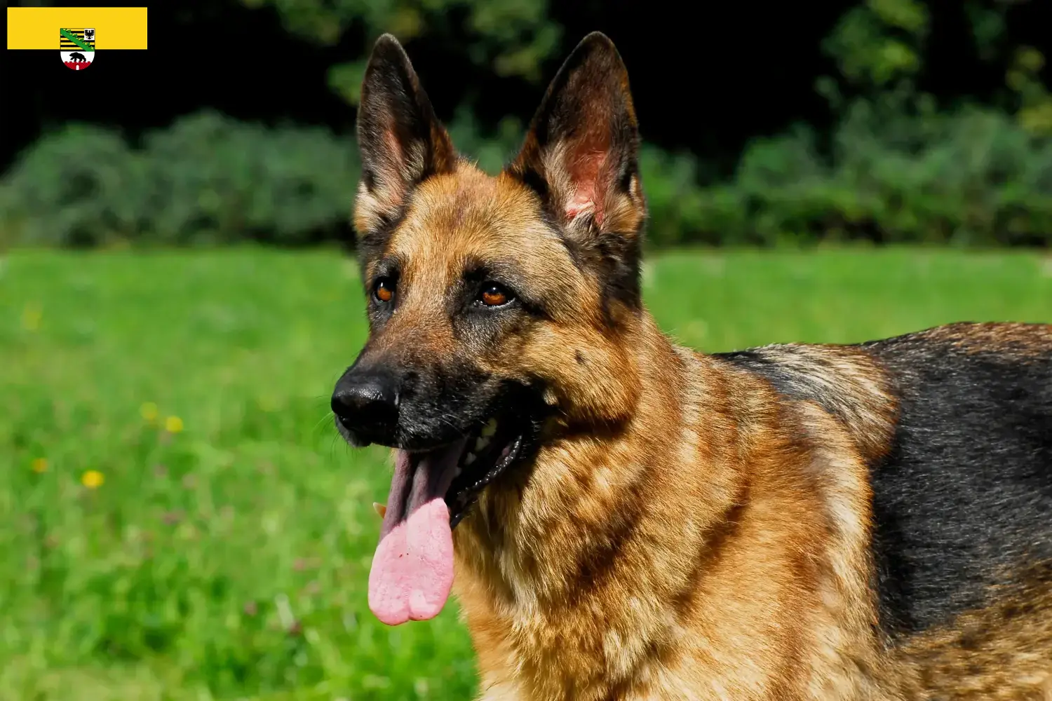 Cuccioli di Pastore Tedesco e allevatori Sassonia-Anhalt Qui potete trovare allevatori di cani da pastore tedesco in Sassonia-Anhalt.