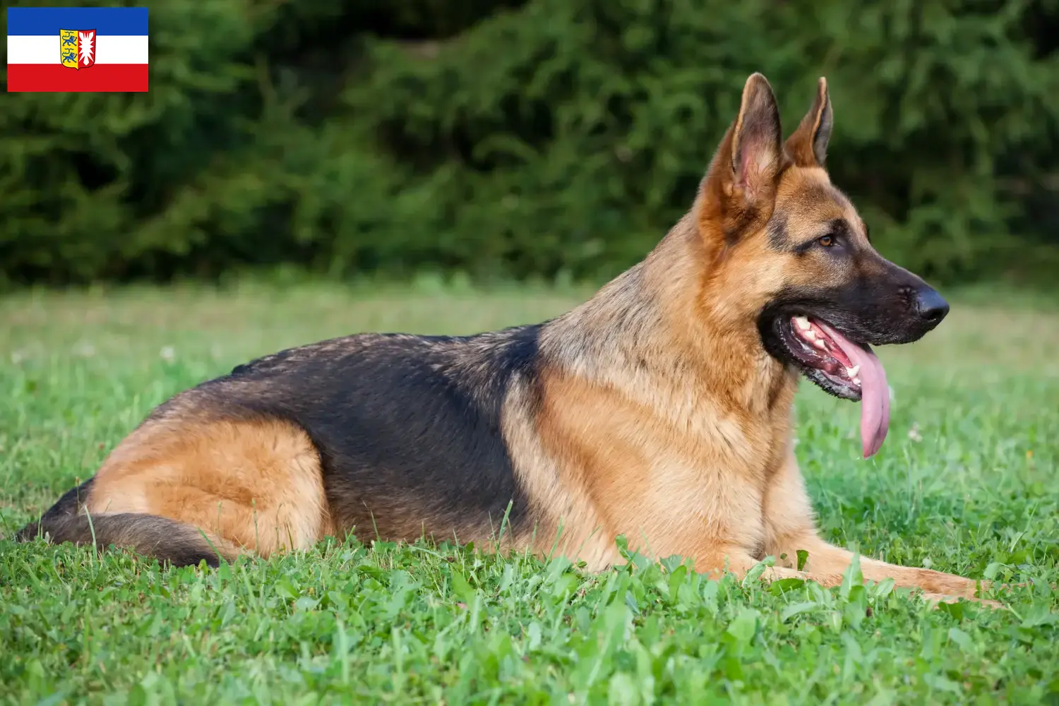 Cuccioli di pastore tedesco e allevatori Schleswig-Holstein Qui potete trovare allevatori di cani da pastore tedesco in Schleswig-Holstein.