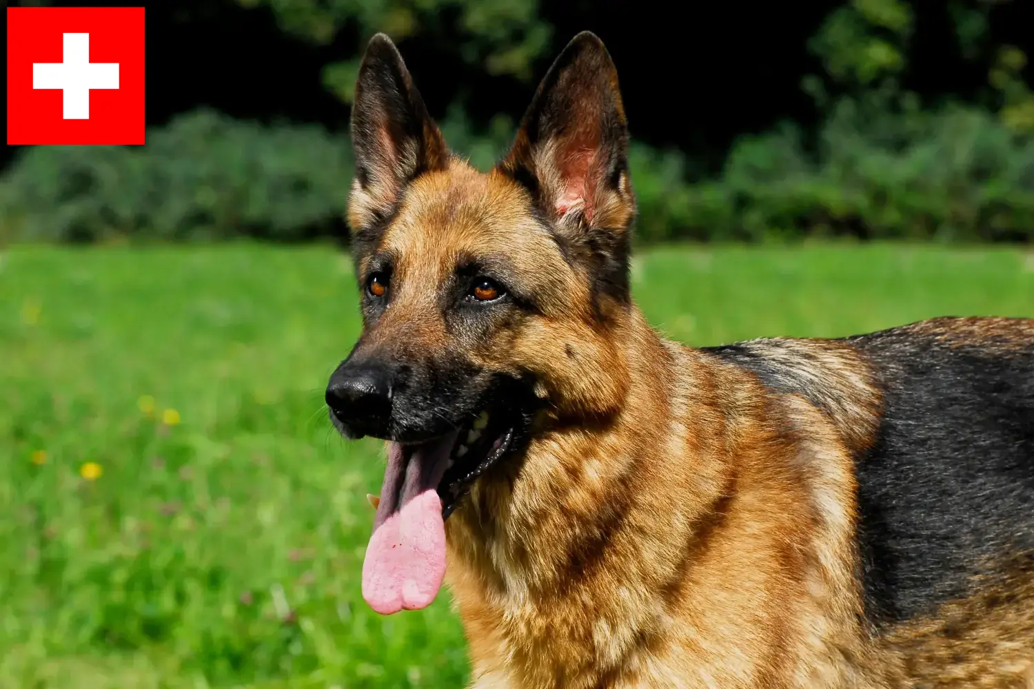 Cuccioli di pastore tedesco e allevatori Svizzera Qui potete trovare gli allevatori di cani da pastore tedesco in Svizzera.
