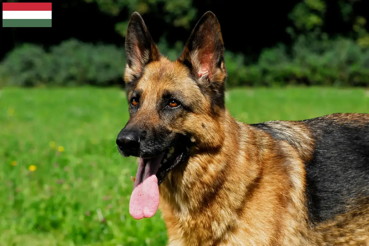 Cuccioli di pastore tedesco e allevatori Ungheria Qui potete trovare gli allevatori di cani da pastore tedesco in Ungheria.