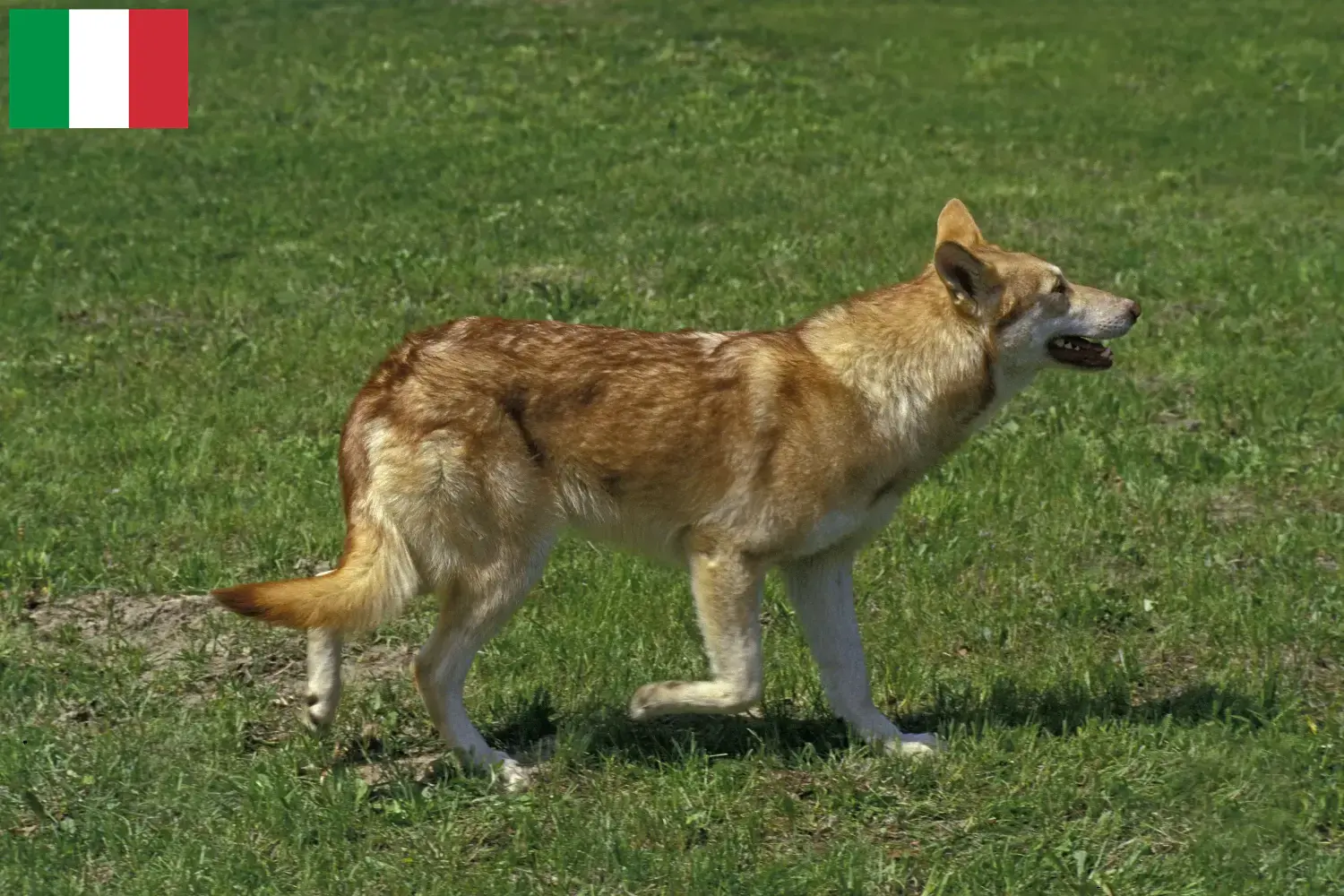 Cuccioli di Saarloos-Wolfdog e allevatori Italia Qui potete trovare gli allevatori di Saarloos Wolfdog in Italia.