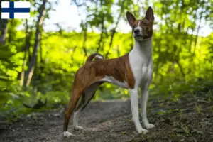 Scopri di più sull'articolo Allevatori di Basenji e cuccioli in Finlandia