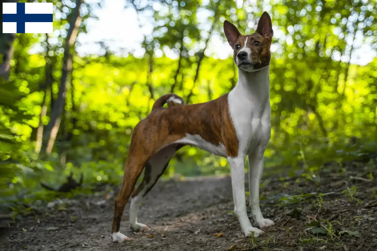 Scopri di più sull'articolo Allevatori di Basenji e cuccioli in Finlandia