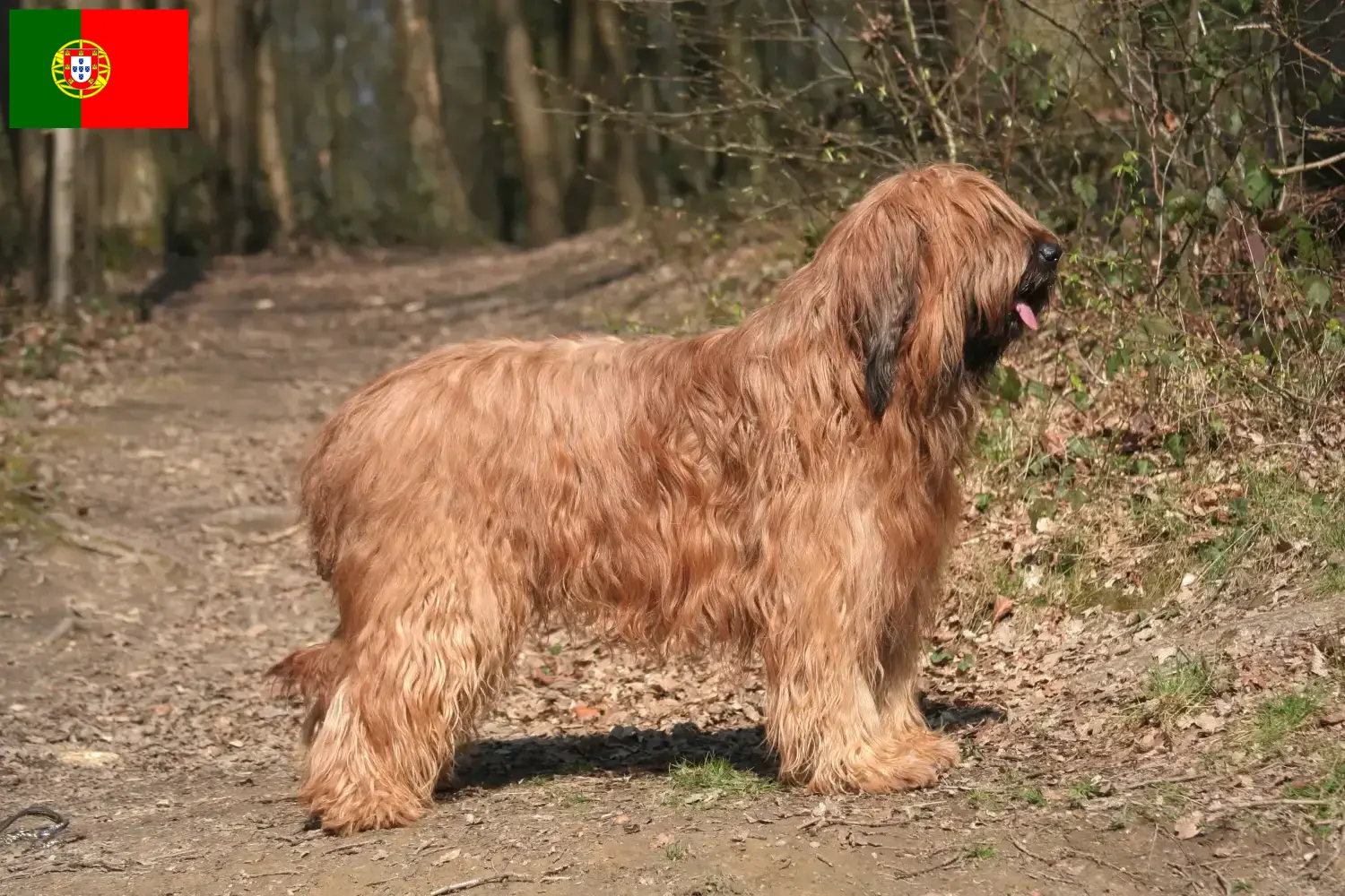 Cuccioli di Briard e allevatori Portogallo Qui potete trovare gli allevatori di Briard in Portogallo.