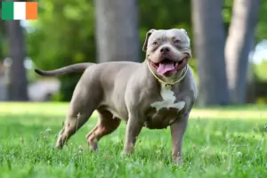Scopri di più sull'articolo Allevatori di Bulldog Americani e cuccioli in Irlanda