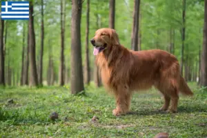 Scopri di più sull'articolo Allevatori di Golden Retriever e cuccioli in Grecia