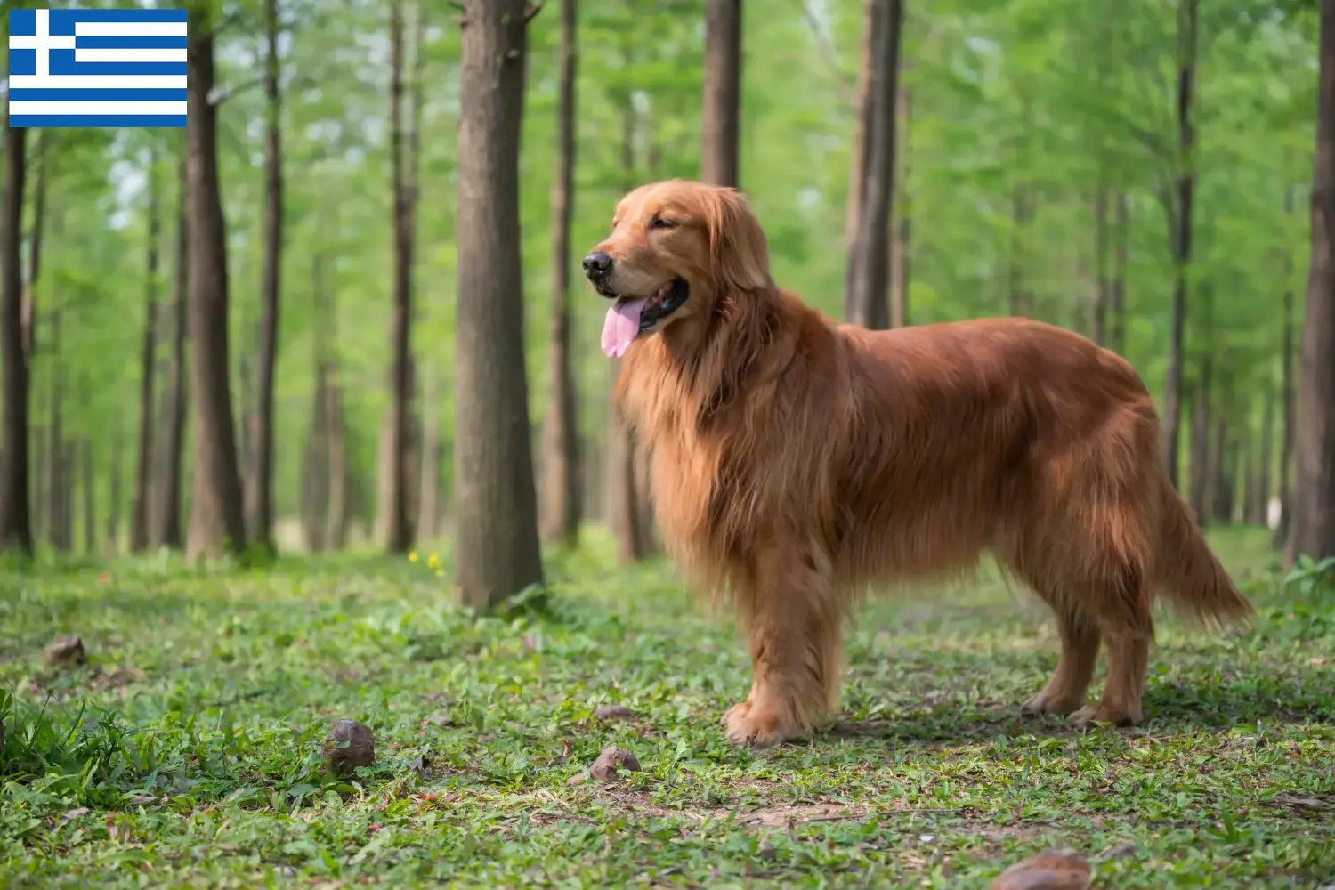 Scopri di più sull'articolo Allevatori di Golden Retriever e cuccioli in Grecia