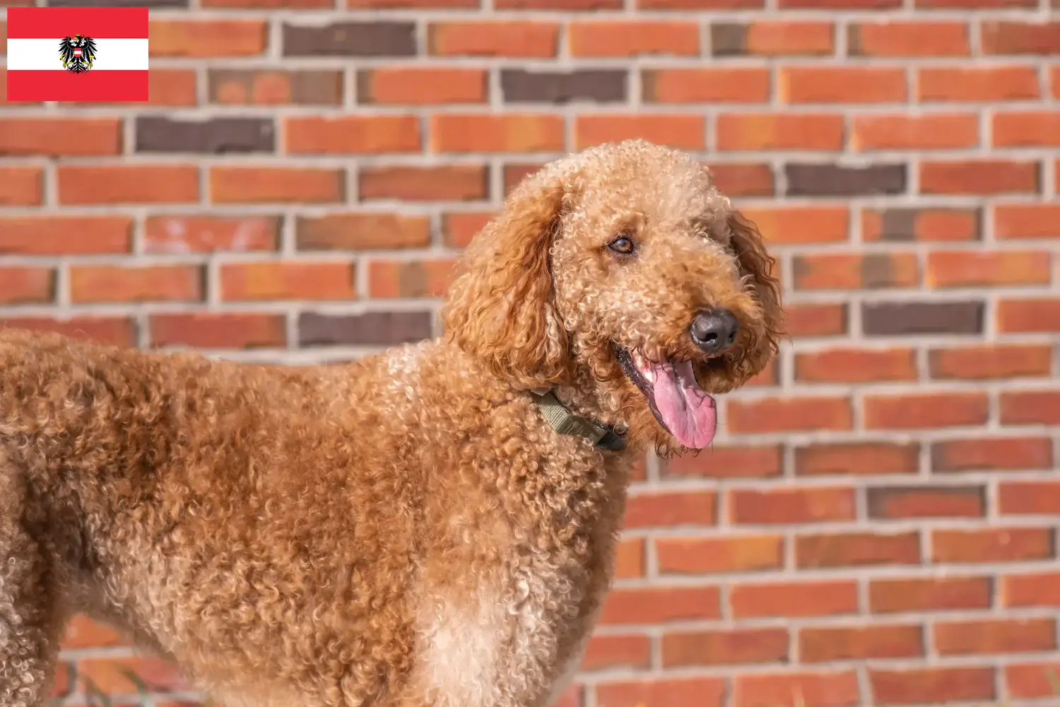 Cuccioli di Goldendoodle e allevatori Austria Qui potete trovare allevatori di Goldendoodles in Austria.