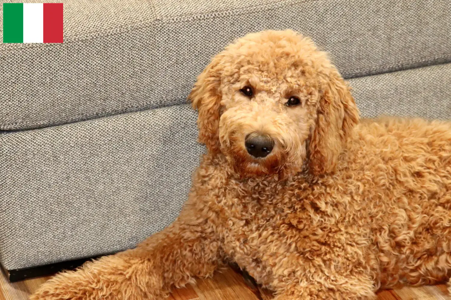 Cuccioli e allevatori di Goldendoodle Italia Qui potete trovare gli allevatori di Goldendoodles in Italia.