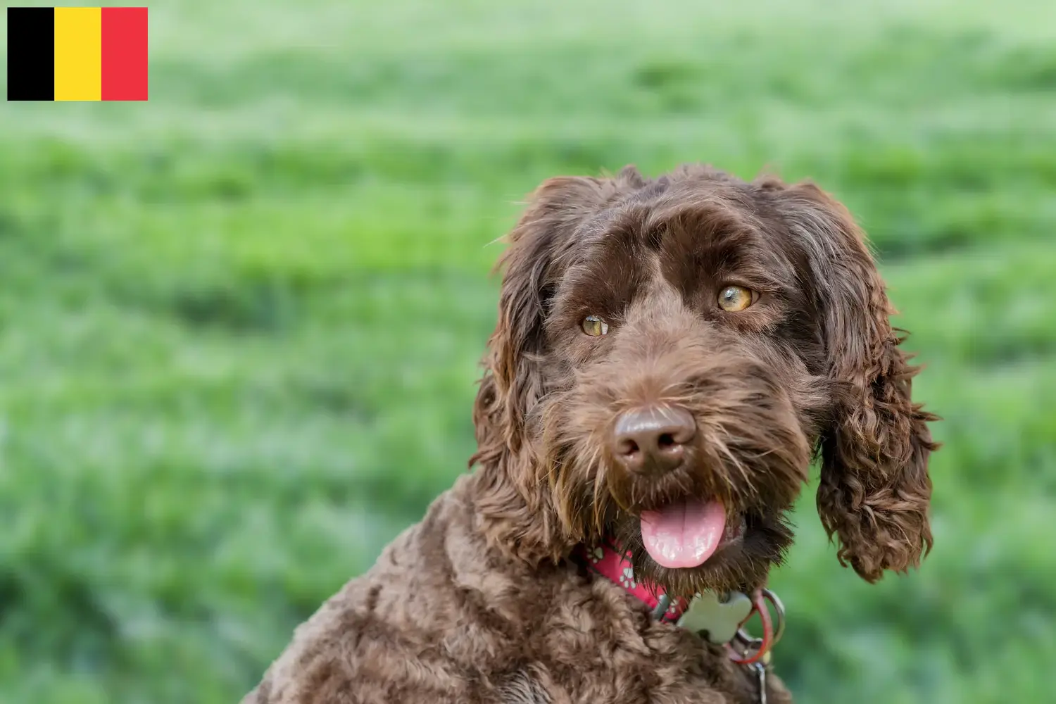 Cuccioli di Labradoodle australiano e allevatori Belgio Trova qui gli allevatori di Labradoodles australiani in Belgio.