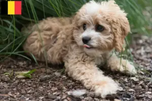 Scopri di più sull'articolo Allevatori e cuccioli di Maltipoo in Belgio