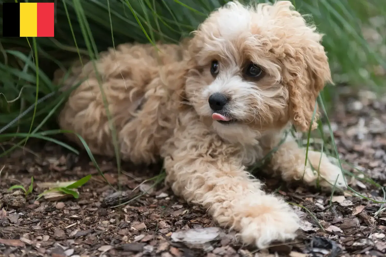 Cuccioli di Maltipoo e allevatori Belgio Trova qui gli allevatori di Maltipoo in Belgio.