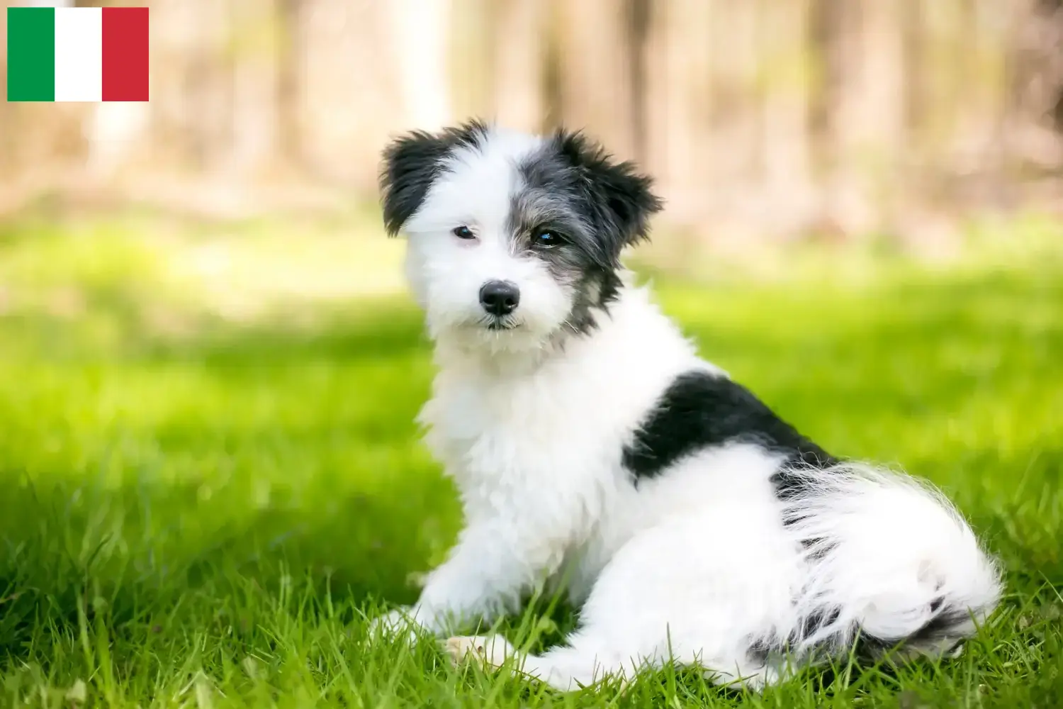 Cuccioli di Maltipoo e allevatori Italia Qui potete trovare gli allevatori di Maltipoo in Italia.