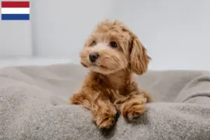 Scopri di più sull'articolo Allevatori di Maltipoo e cuccioli nei Paesi Bassi