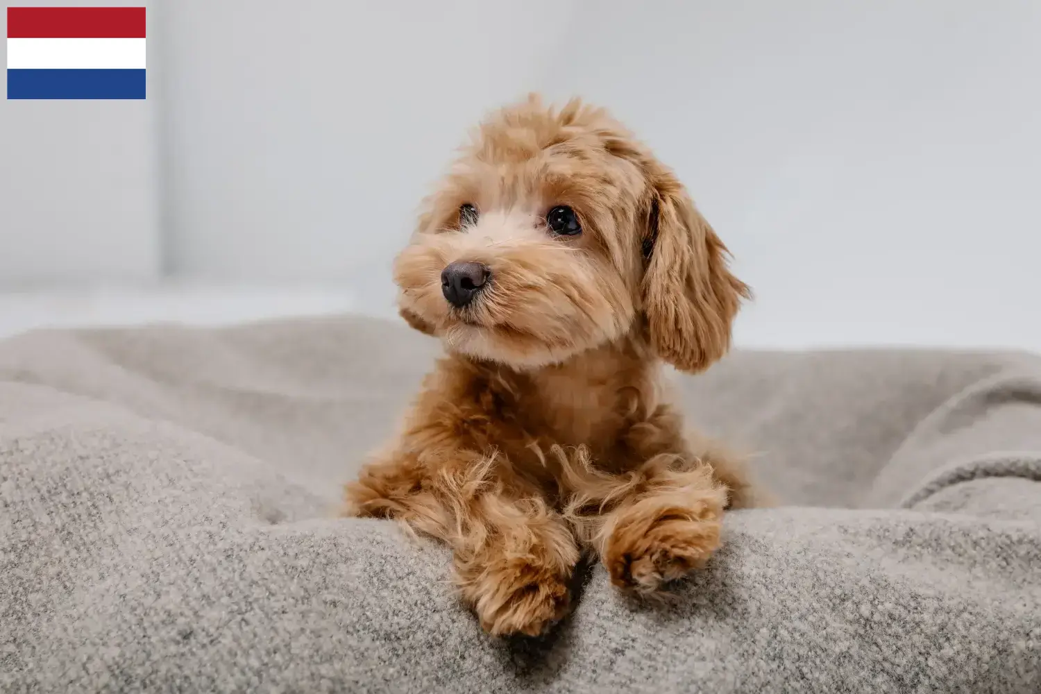 Cuccioli di Maltipoo e allevatori Paesi Bassi Qui potete trovare gli allevatori di Maltipoo in Olanda.