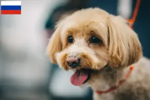 Scopri di più sull'articolo Allevatori di Maltipoo e cuccioli in Russia
