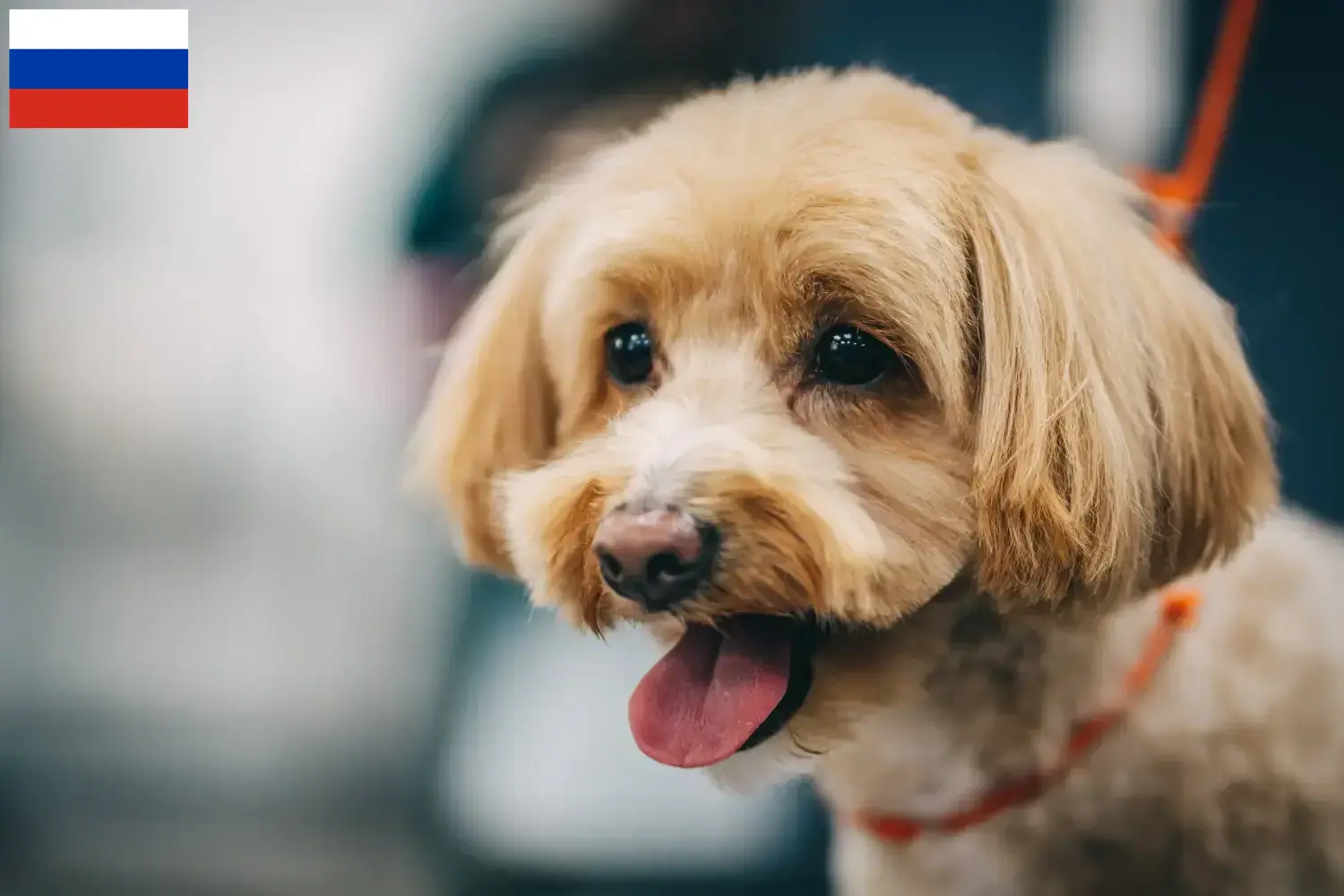 Cuccioli di Maltipoo e allevatori Russia Qui potete trovare gli allevatori di Maltipoo in Russia.
