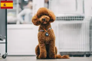 Scopri di più sull'articolo Allevatori e cuccioli di Maltipoo in Spagna