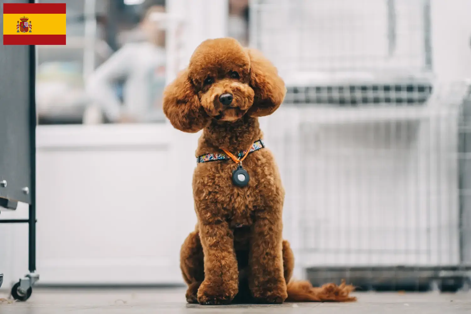 Cuccioli di Maltipoo e allevatori Spagna Qui potete trovare allevatori di Maltipoos in Spagna.