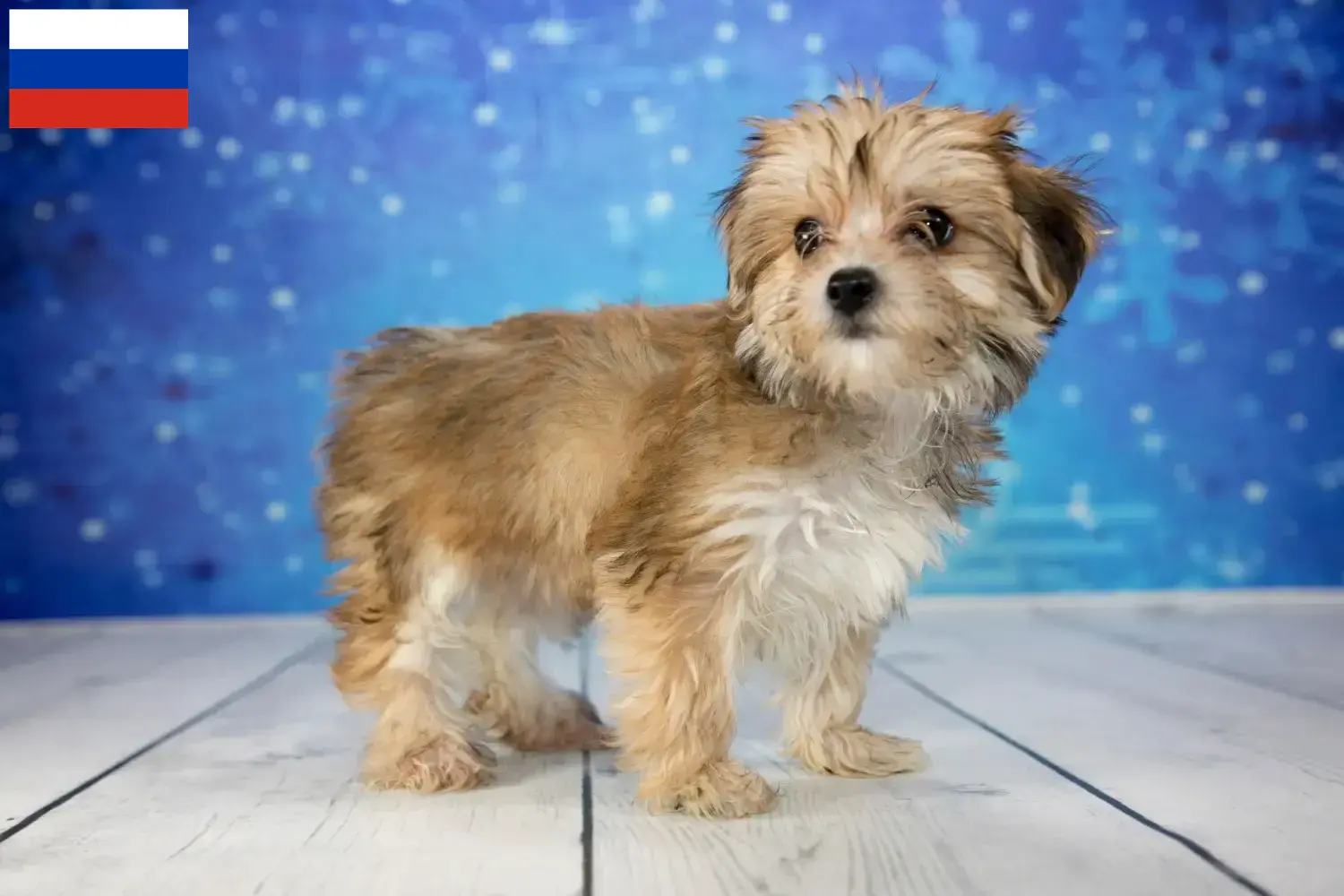 Scopri di più sull'articolo Allevatori di Morkie e cuccioli in Russia