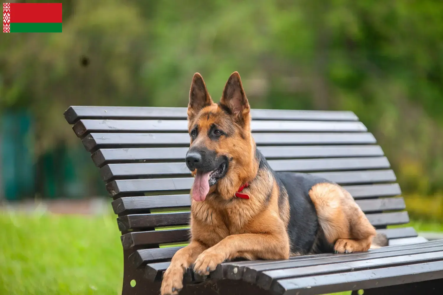 Cuccioli di pastore tedesco e allevatori Bielorussia Qui potete trovare gli allevatori di cani da pastore tedesco in Bielorussia.