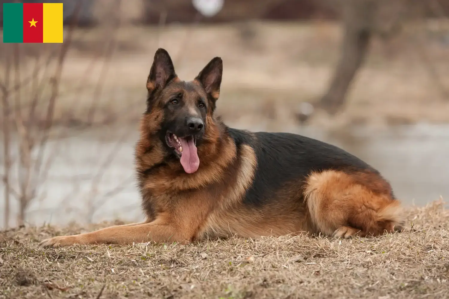 Cuccioli di pastore tedesco e allevatore Camerun Qui potete trovare gli allevatori di cani da pastore tedesco in Camerun.