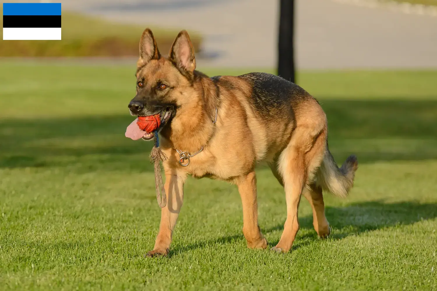 Cuccioli di pastore tedesco e allevatore Estonia Qui potete trovare gli allevatori di cani da pastore tedesco in Estonia.