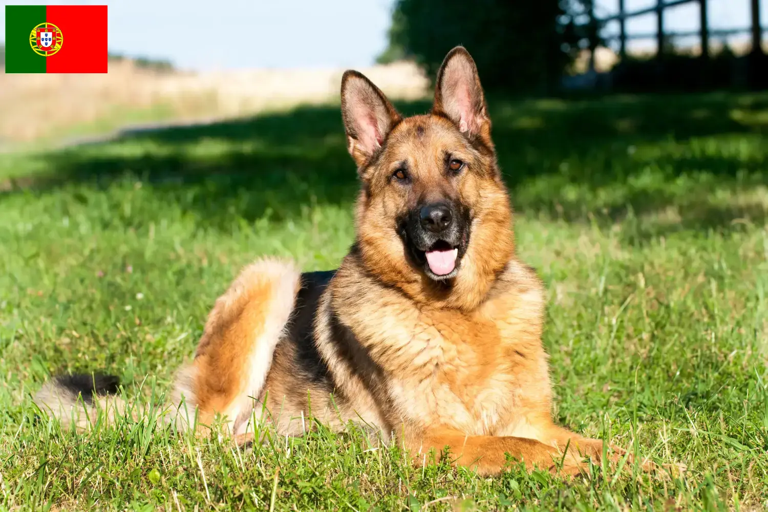 Cuccioli di Pastore Tedesco e allevatori Portogallo Qui potete trovare gli allevatori di cani da pastore tedesco in Portogallo.