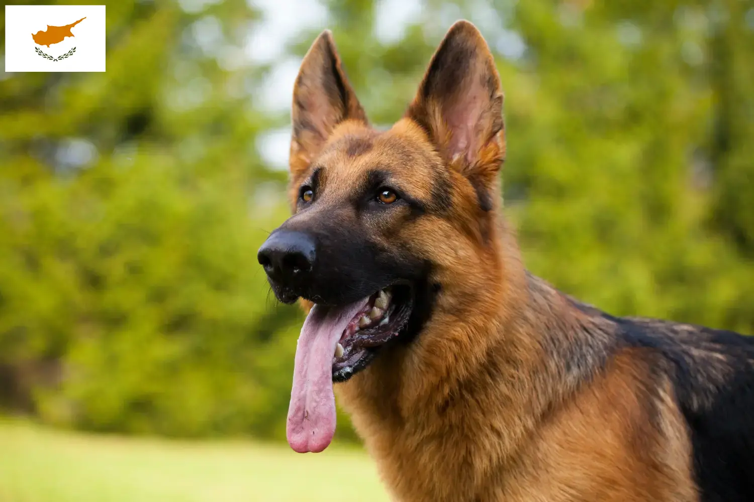Cuccioli di pastore tedesco e allevatori Repubblica di Cipro Qui potete trovare gli allevatori di cani da pastore tedesco a Cipro.