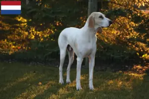 Scopri di più sull'articolo Allevatori di Porcelaine e cuccioli nei Paesi Bassi