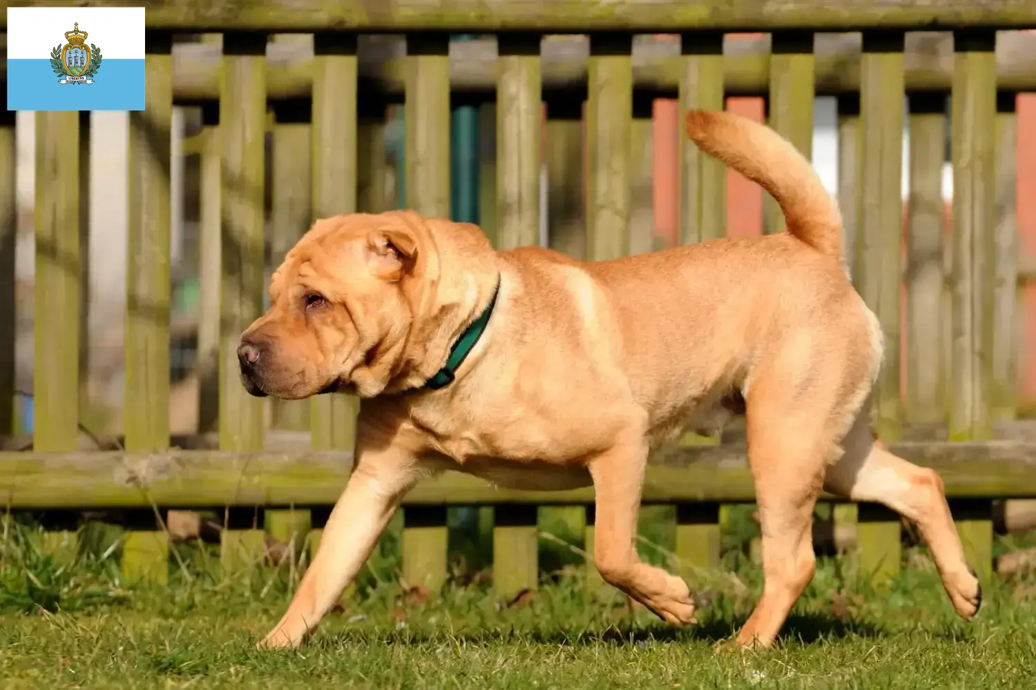 Cuccioli di Shar-Pei e allevatori San Marino Trova qui gli allevatori di Shar-Pei a San Marino.