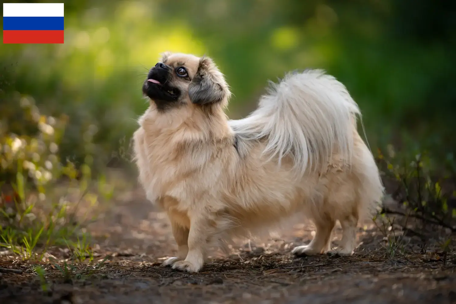 Cuccioli di Spaniel Tibetano e allevatori Russia Qui potete trovare gli allevatori di Spaniel tibetani in Russia.