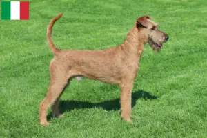 Scopri di più sull'articolo Allevatori di Irish Terrier e cuccioli in Italia