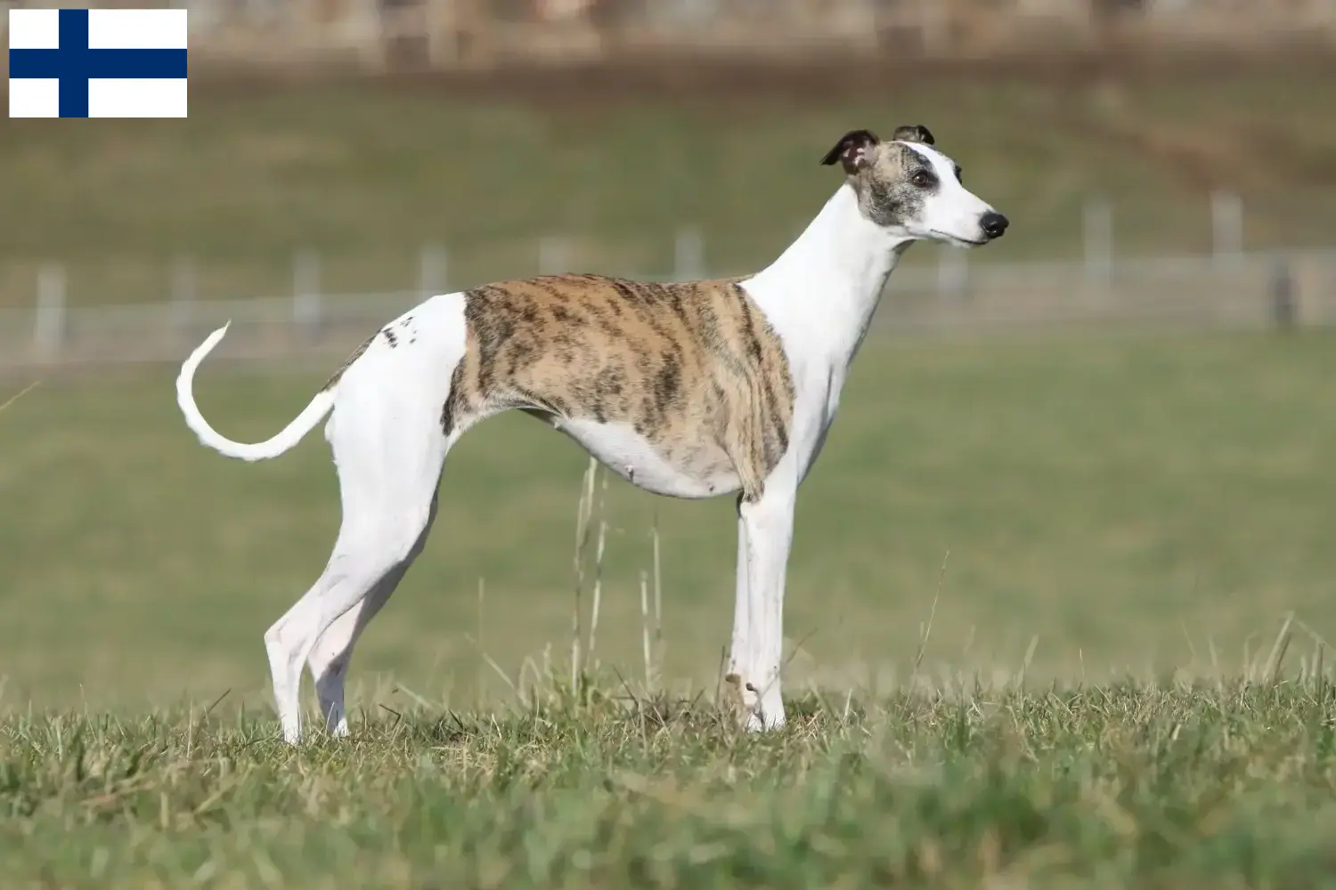 Cuccioli di Whippet e allevatori Finlandia Trova gli allevatori di Whippet in Finlandia.