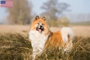 Scopri di più sull'articolo Allevatori di Elo e cuccioli in USA