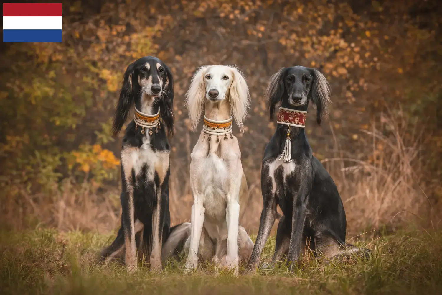 Scopri di più sull'articolo Allevatori di Saluki e cuccioli in Olanda