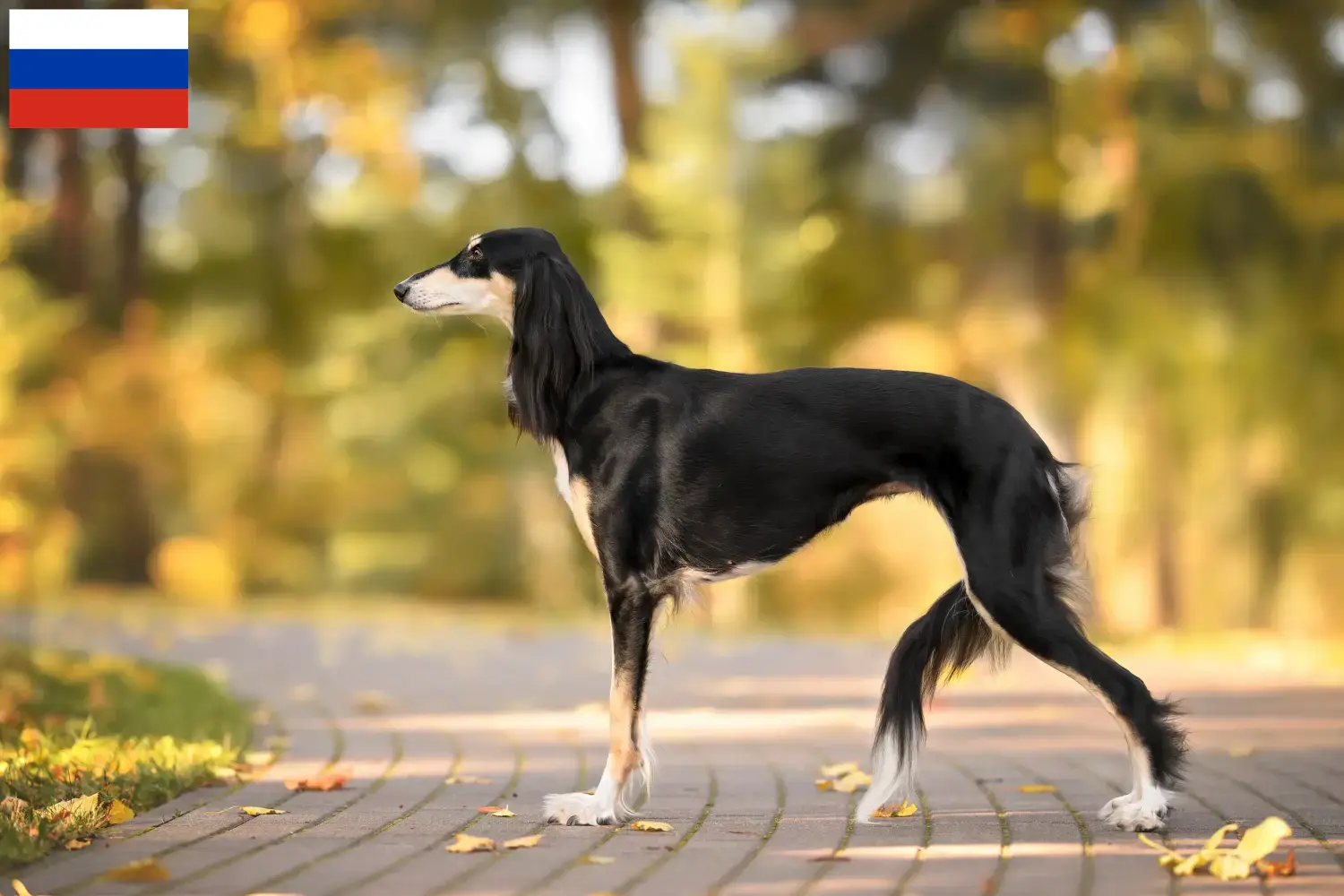 Cuccioli di Saluki e allevatori Russia Qui potete trovare gli allevatori di Saluki in Russia.