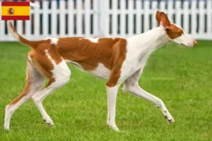 Scopri di più sull'articolo Allevatori di Podenco e cuccioli in Spagna