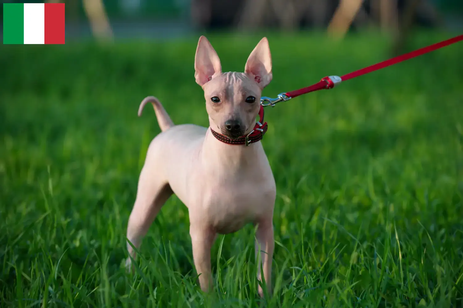 Cuccioli di American Hairless Terrier e allevatori Italia Trova qui gli allevatori di American Hairless Terrier in Italia.